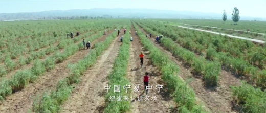 草际风来作药香—寻找中国好营养