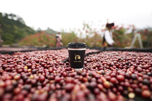 开启“全球寻豆计划”,瑞幸咖啡从源头开始把控产品品质