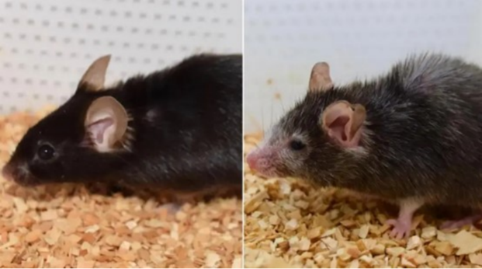 麦克斯科学瑞维拓