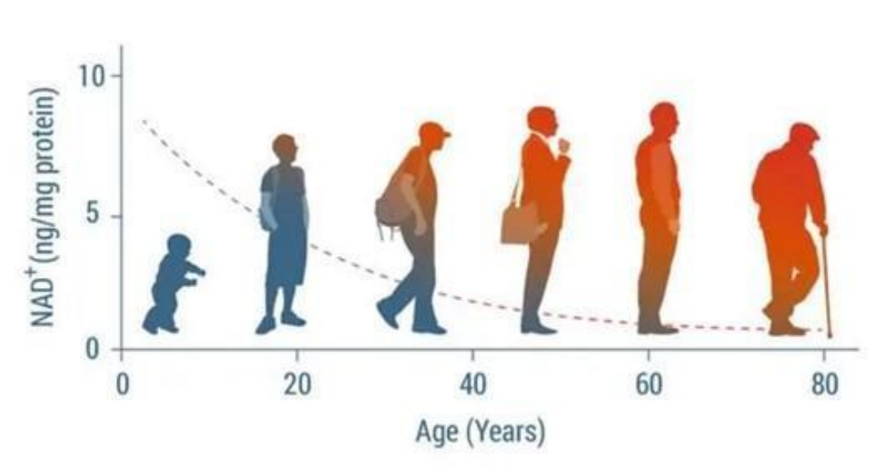 麦克斯科学瑞维拓：延缓衰老路上的理性探索